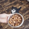 ご飯への執着が異常…猫の食欲増加で考えられる病気4つ