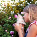 猫の『鼻が乾いている』ときに考えられる原因4つ　放置しても大丈夫？普段…
