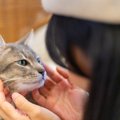 猫が『記憶しやすい』人の言葉5選　覚えられる理由や教え方のコツもご…