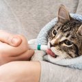『薬が苦手な猫』に上手に飲ませる方法3つ　錠剤・粉薬・液剤…それぞれの…