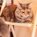 猫が『攻撃的な態度』になってしまう原因4つ　見逃せないサインや取る…