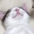 お腹を見せて『気持ちよさそうに眠る親子猫』→ちょっかいを出してみると……