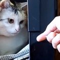 『新聞ストッカーの中』でくつろぐ猫→パパが取ろうと手を伸ばしたら……