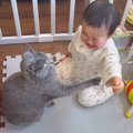 猫が赤ちゃんの『雑なブラッシング』に怒った結果…泣かせてしまって動…