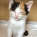びしょ濡れになっていた『ボロボロの子猫』を保護した結果…6年が経過…