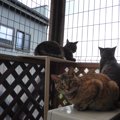 猫たちがベランダで遊べるように！脱走防止策を手作りしてみました！