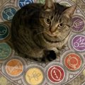 「猫を召喚してみたら…」魔法陣の中央で座ってる姿に「最高の召喚獣」…