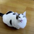 翻訳アプリで知る猫ちゃんのホントのきもちが可愛すぎる♡