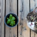 猫に与えてはいけない『危険なハーブ』4選　猫草と間違って誤飲した場合の…
