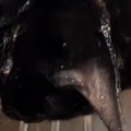 蛇口から流れ落ちる水に『夢中になっていた黒猫』…まさかの光景に笑ってし…