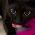 お気に入りの猫じゃらしを口にくわえる黒猫→『鳴き声』を聞くと…乗り…
