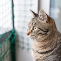 猫を『ベランダ』に出すリスク3つ　取り返しのつかない事故の可能性も
