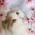 猫に『和風な名前』をつけたいときの4つのアイデア！字画にこだわるの…