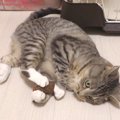 猫ちゃんのハードな遊びについてこれなくなったオモチャ。すると…