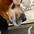 大型犬と近距離で対面して……小さな子猫が見せた『可愛すぎるリアクシ…