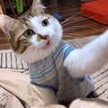 『絶対に構って欲しい猫』が"全力"を出した結果…"あの…