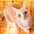 猫が抱く『飼い主への印象』4つ　飼い主以外の人とはどう違うの？