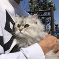 猫の行動から気持ちを知ろう！チェックポイント５つ