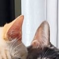 『窓辺のハンモック』を見たら、仲良しすぎる『２匹の猫』が…笑ってしまう…