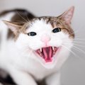 猫が『不機嫌』なときにみせるサイン7つ 　機嫌を見分けるコツから適…