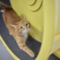猫の『運動が不足』していると見られるサイン6選　健康への悪影響や上…