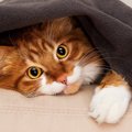 猫に多い『秋から冬にかけて起こる健康トラブル』5選　これからの季節は要…