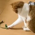 仕事中に旦那からLINE→内容を見てみたら……猫の『まさかの様子』が切なすぎ…