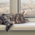 猫は『雨の日』によく寝るって本当？5つの気になる理由とは