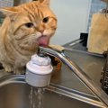 まるでコント！お水がなかなか飲めないお茶目な猫さん