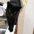 『ペットシッターさんから送られてきた猫の様子』を見てみたら…まさか…