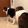 おうちで預かっていた子猫ちゃんたちが帰宅…　寂しそうに玄関を見つめ…