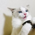 飼い主によるブラッシングが必要な猫３タイプ