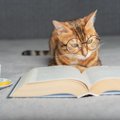 『頭のいい猫』が持っている4つの特徴　見られがちな行動から賢く育て…