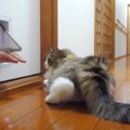 壁から手が生えてきたとき、猫ちゃんのリアクションは…？