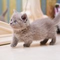 今猫界で注目なのは？「人気の猫種」TOP4　それぞれの特徴や性格も解説