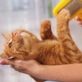 猫の脂肪腫とは 症状から原因、治療法まで