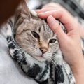 猫が飼い主の『服の中』に入りたがる理由3つ　安心できるサイン？上手…
