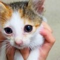 段ボールで遺棄され衰弱した子猫…実体験から学んだケア方法とは？