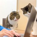 ママがリモート会議を始めたら、２匹のネコが画面の前に来て…羨ましく…