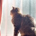 窓際にいるネコ→舌が出ていたので『しまいなさい』と伝えた結果…悶絶級の…