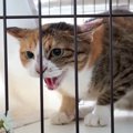 『凶暴な野良猫』に根気よく愛情を注ぎ続けた結果…5ヶ月で起きた奇跡…