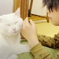 眠る瞬間まで甘えたい！寝かしつけられる猫ちゃん