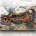 片目が壊死した2ヵ月の子猫、センターからわが家へ