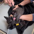 子猫2匹を動物病院に連れて行った結果…『人間の赤ちゃんみたいな反応…