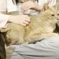 飼い主さんに甘える姿を見られたくない猫ちゃん…。そのとき取った行動…