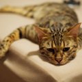 猫が本当に具合が悪いときに出す『SOS』4選　即受診すべき危険すぎる…