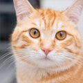 猫にまつわる『基礎知識』4選　平均寿命や習性などの特徴から意外な能力ま…