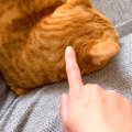 飼い主の帰宅に気づかず、ソファで寝ている猫→起こしてみた結果…反則…
