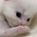 ミルクを飲み終えた子猫の『毛づくろいタイム』を撮っていたら…『可愛すぎ…