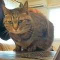 パソコン作業をしたい飼い主vs甘えたい猫…思わず笑顔になる『攻防戦』…